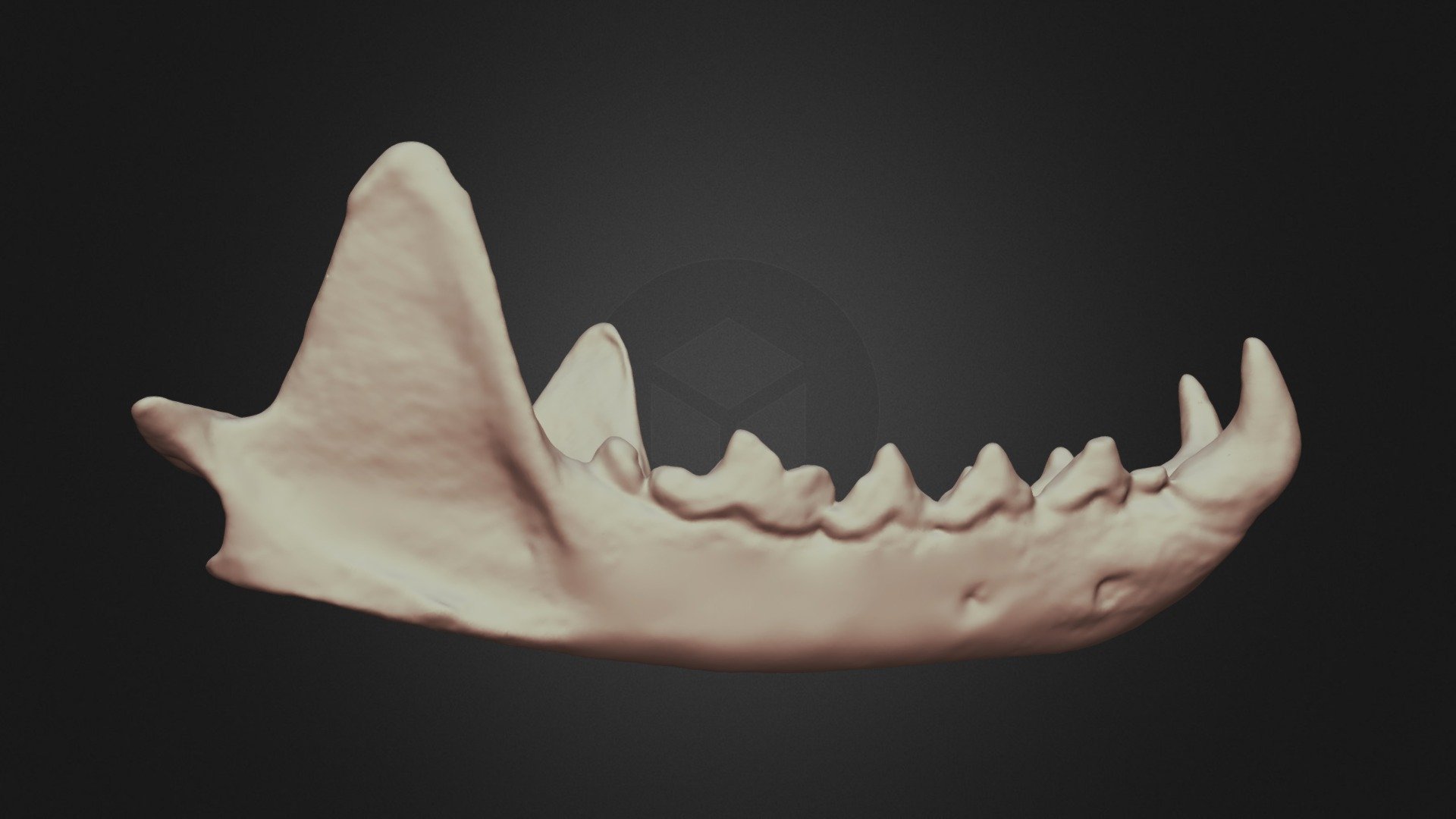 Martes americana (American Marten) Mandible - 3D model by Lakehead ...