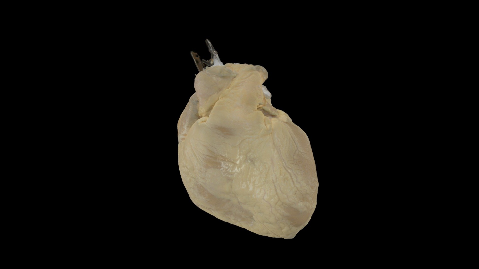 Fixed Healthy Adult Human Heart - Download Free 3D model by ...
