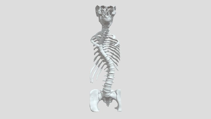 spine reduced 3D Model