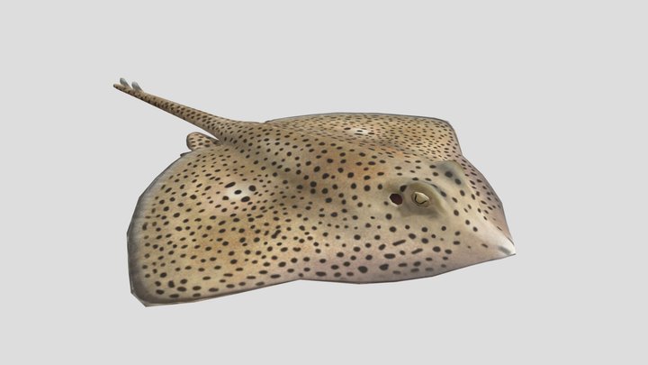 Spotted Ray 3D Model