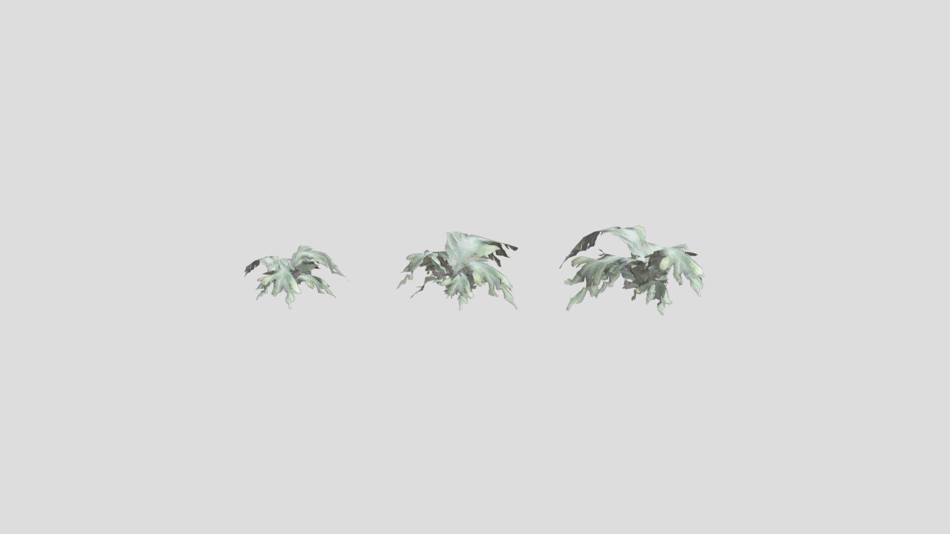 Tropical Fern Phlebodium
