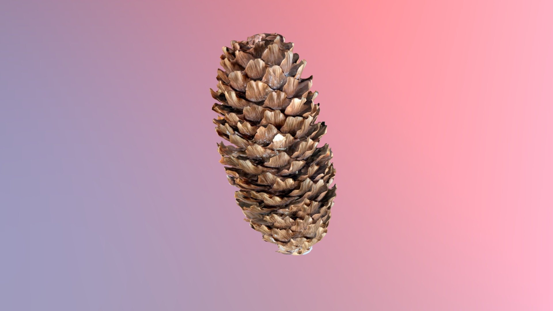 Day 198: Spruce Cone