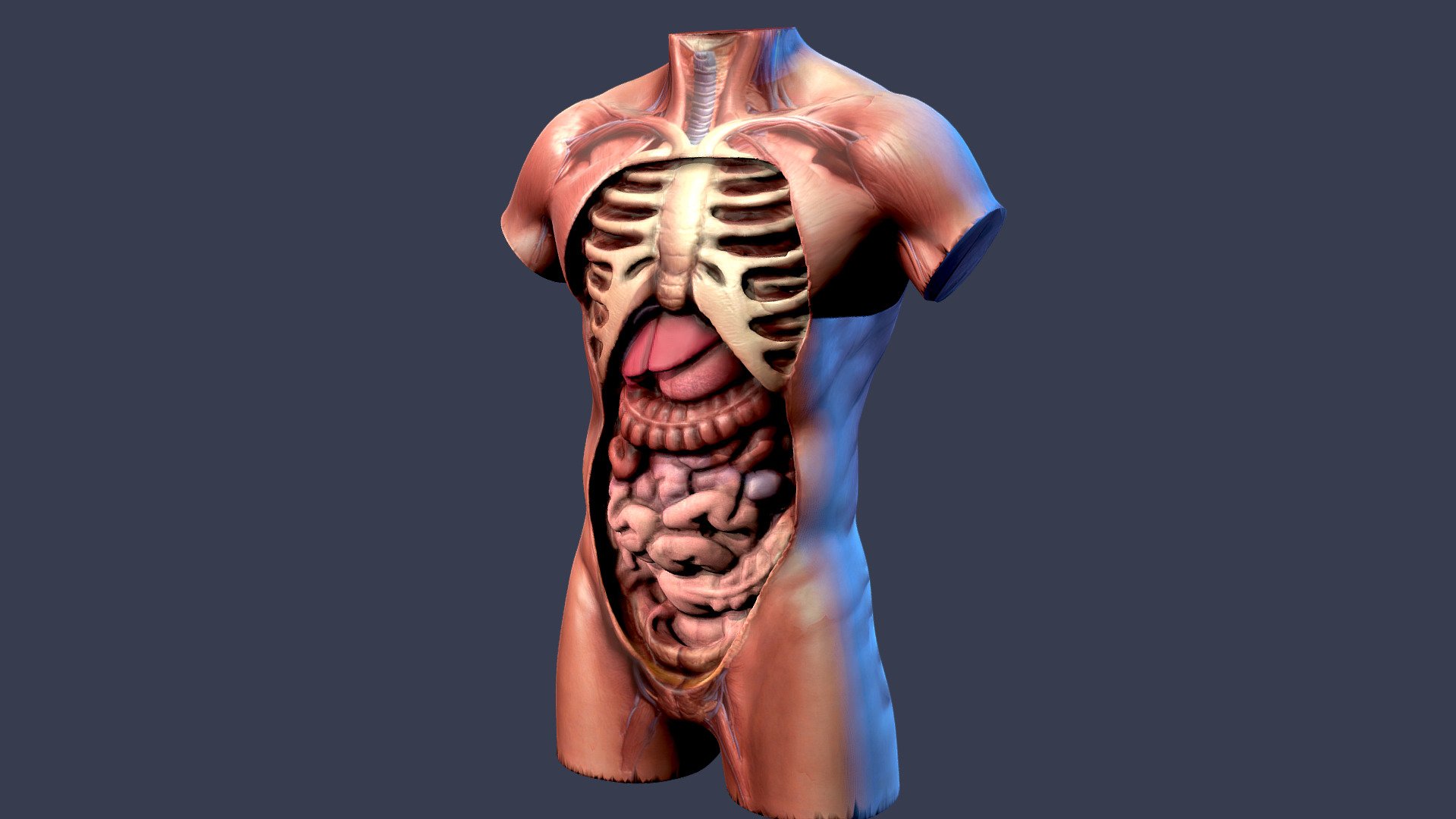 Human Body Internal Organs Anatomy 3d Model Cgstudio