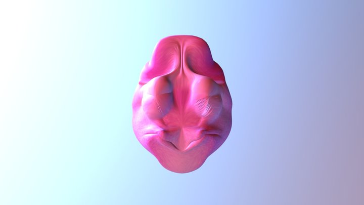 Violet 3D Model