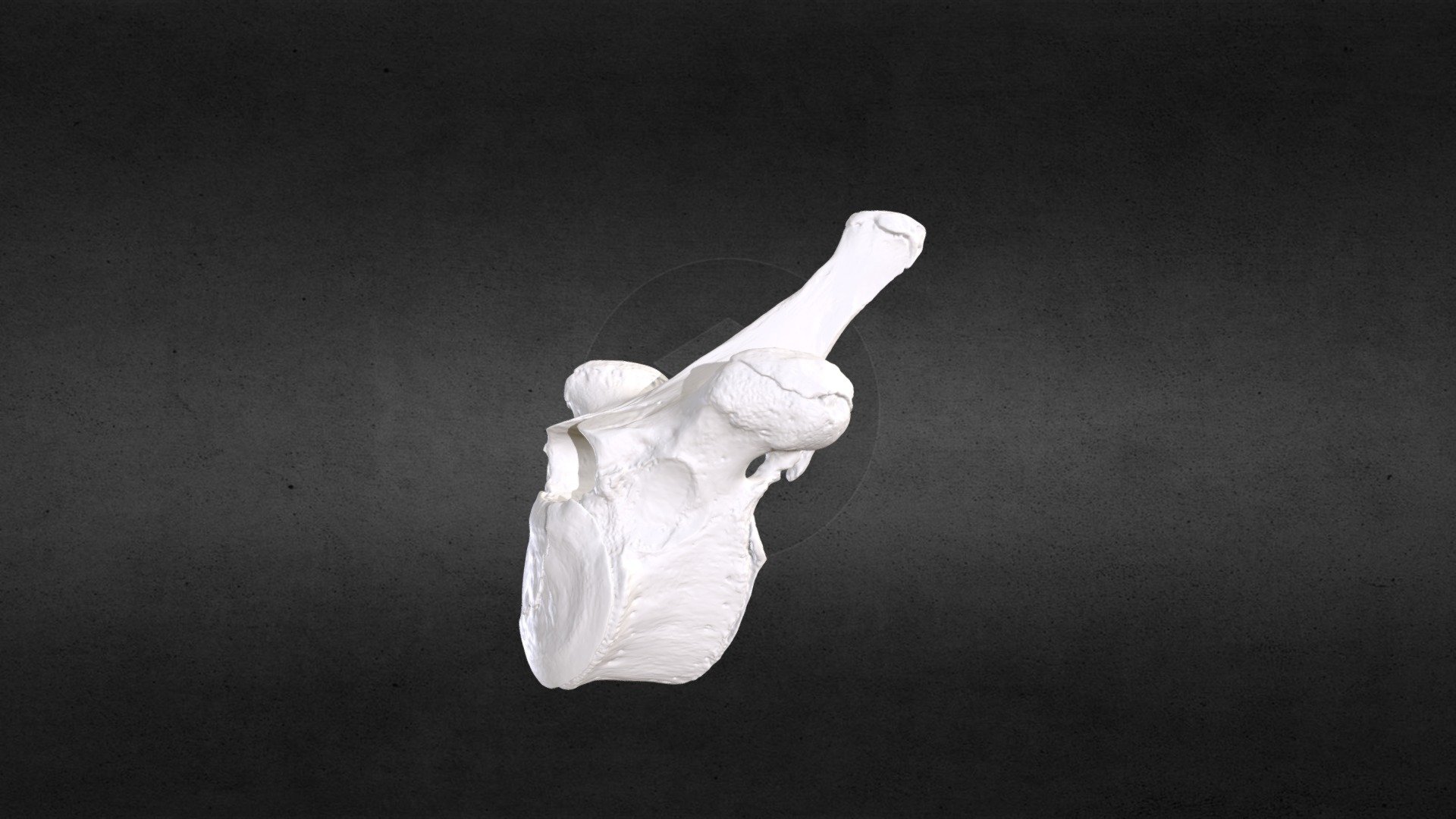 Loxodanta africana (elephant) Thoracic Vert 15