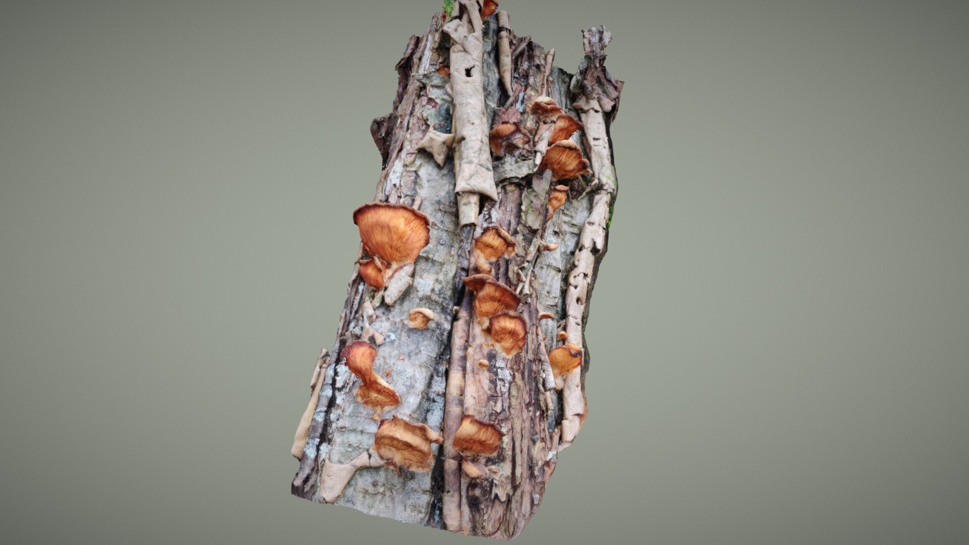 Keltavinokas (Phyllotopsis nidulans)