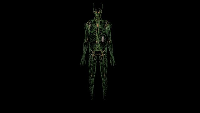 Lymphatic System 3D Model