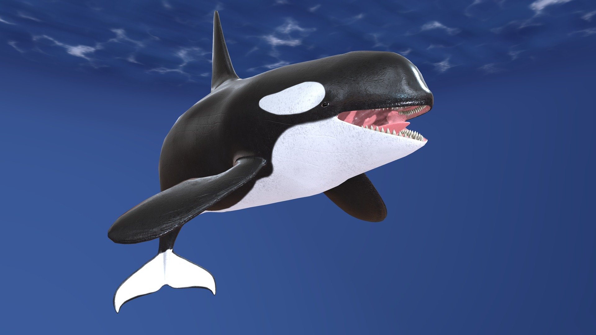 Orca - Killer whale - Animation - 3D model by ikonane (@ikonane) [60150fa]