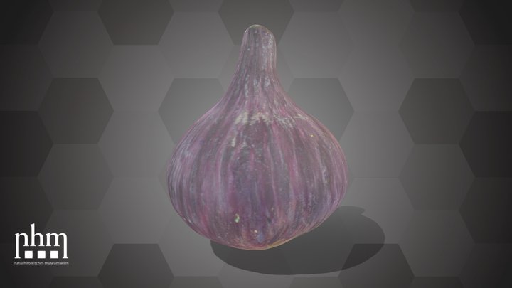 Fig (NHMW-AFW-DING-0046-037) – Modello 3D gratuito STL