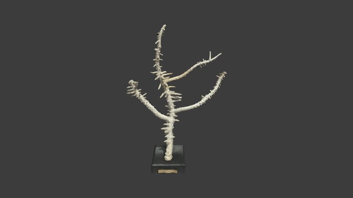 Madrepora horrida – Modello 3D gratuito STL
