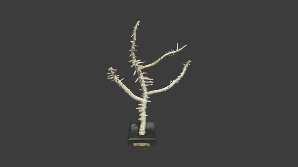 Madrepora horrida