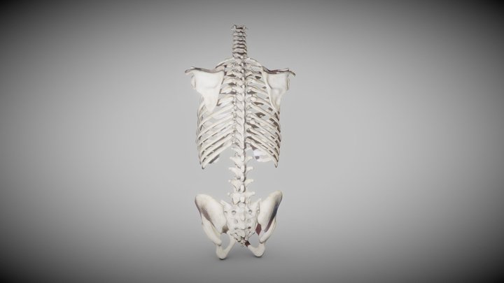 Torso skeleton (skeletal system) 3D Model