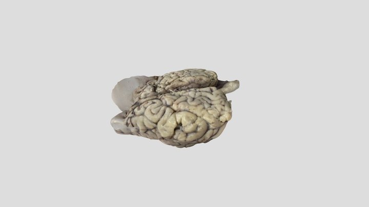 Cerebro 3D Model