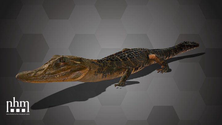 Black Caiman (NHMW-ZOO-HS-31559) – Free 3D Model STL