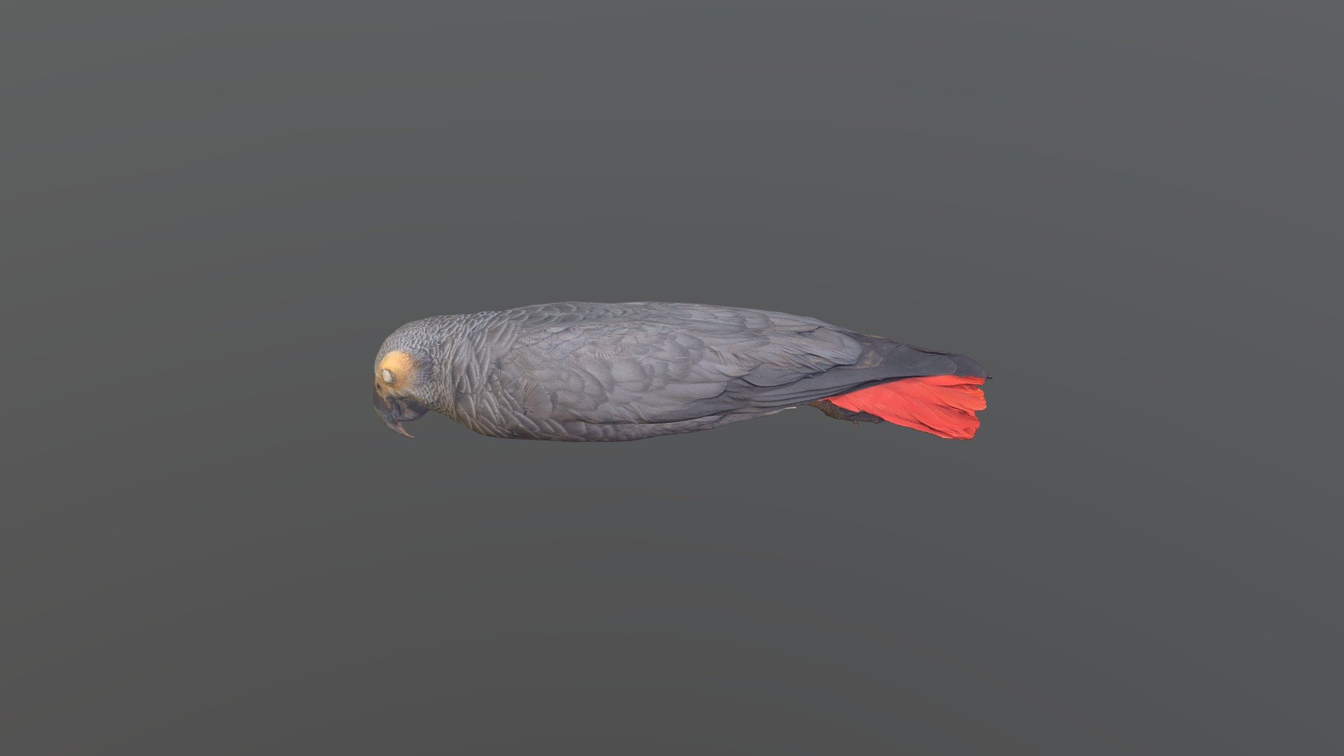 Gray Parrot - Psittacus erithacus