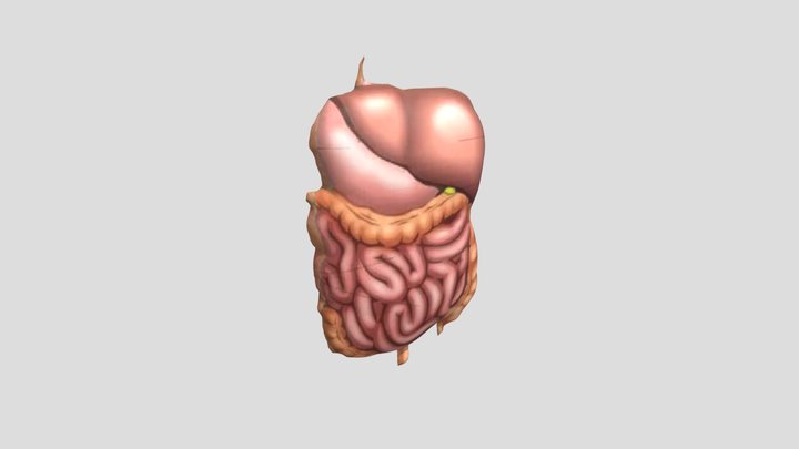 Latih Organ dalam 3D Model
