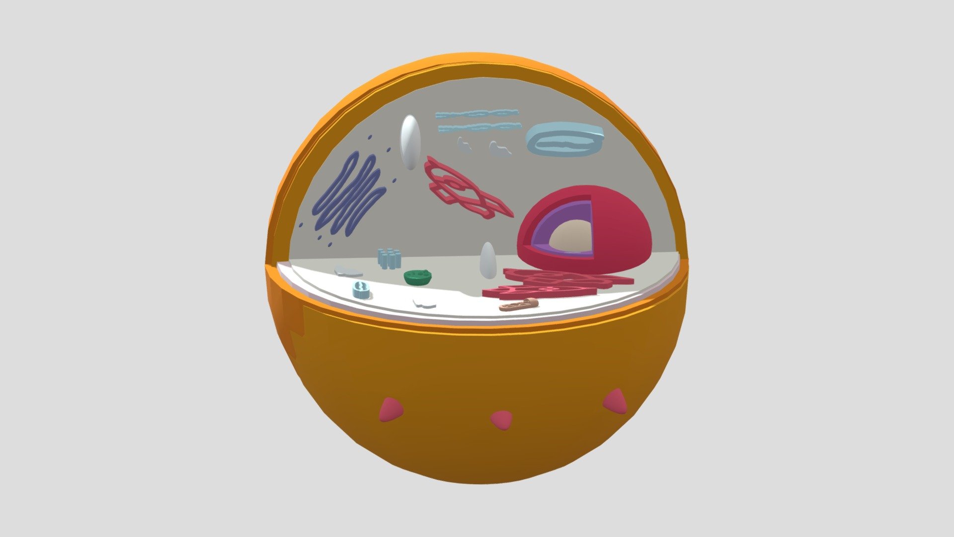 Animal Cell Grp 4 Biology (2) - 3d Model By Arianne.dizon [602cfea 