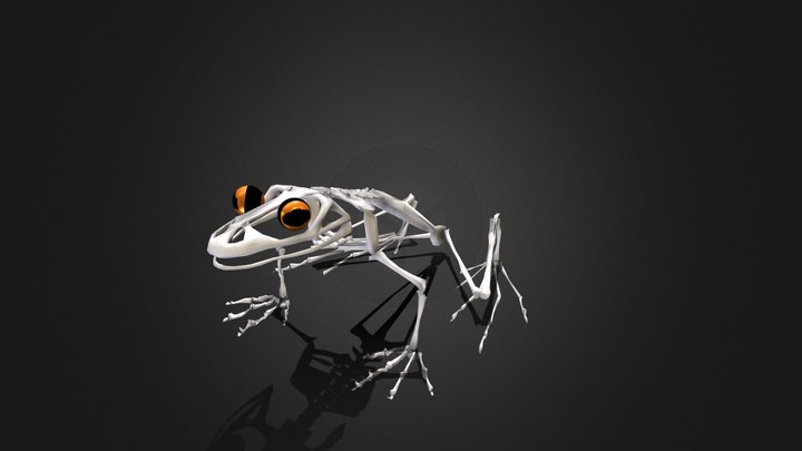 Vertebrado - Anfibio - Rana.esqueleto 3D Model