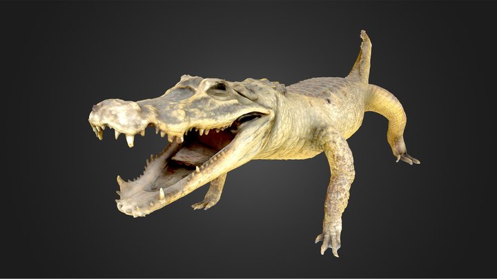 Taxidermy West African Crocodile 3D Model