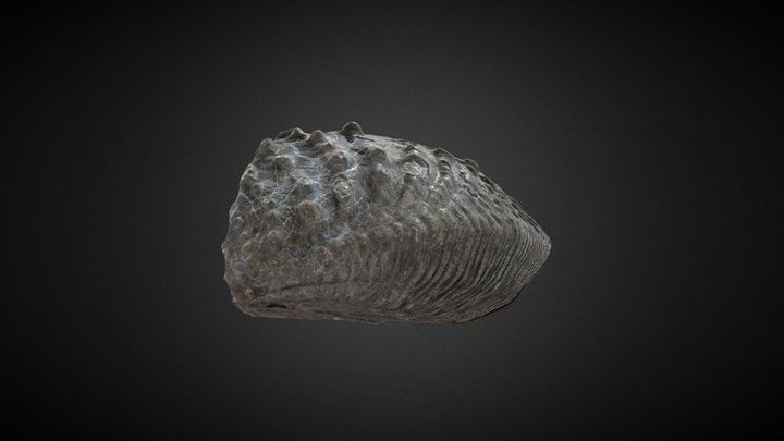 Fossil shell 3D Model