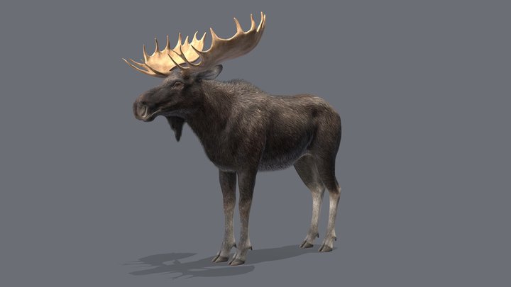 Moose - Bull 3D Model