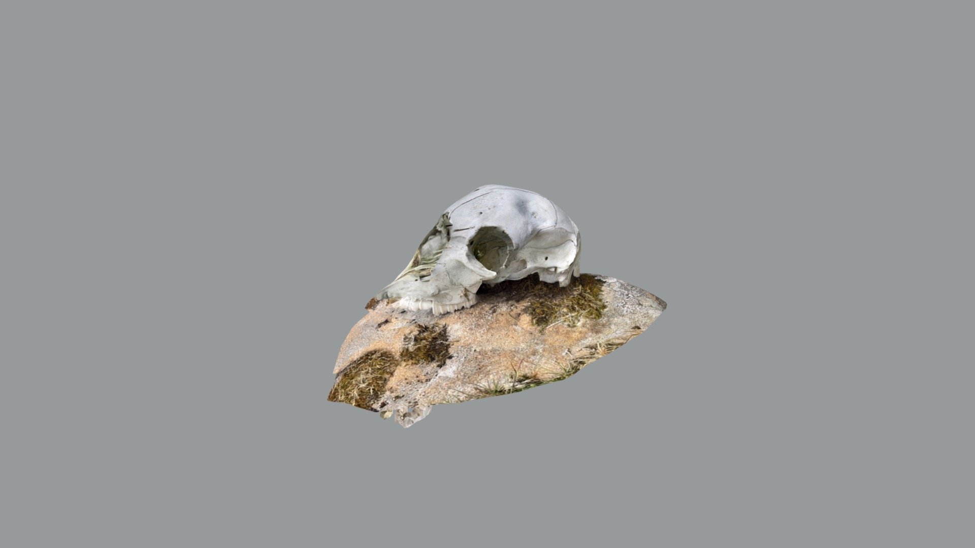 Sheep skull