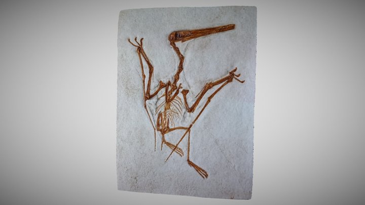 Pterosaur Fossil 3D Model