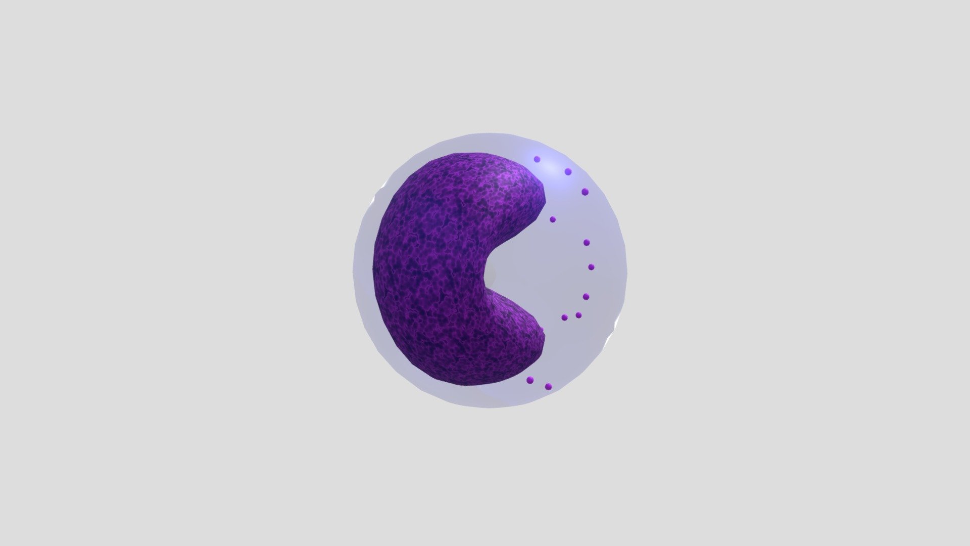 White Blood Cell Development: Metamyelocyte - Download Free 3D model by ...