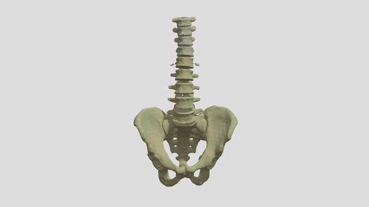 spine_Hip 3D Model