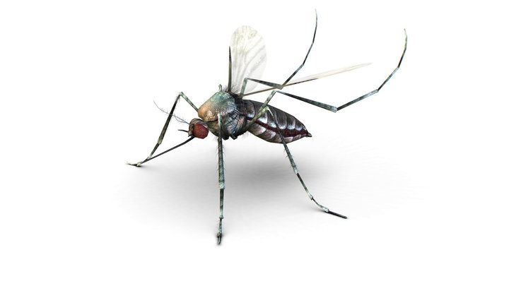 LowPoly Big Realistic Mosquito 3D Model