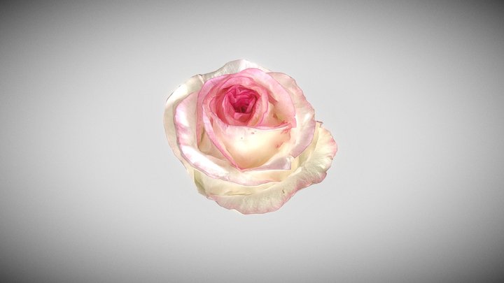 Pink Rose - Object Capture Medium Quality 3D Model
