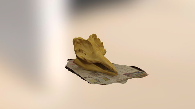 Beaked Whale Skull 3D Model