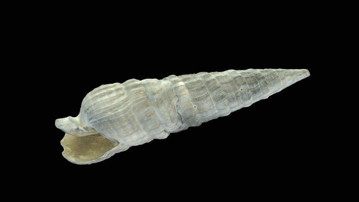 Sawdo 3D models - Sketchfab