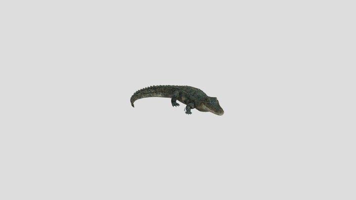American Alligator 3D Model