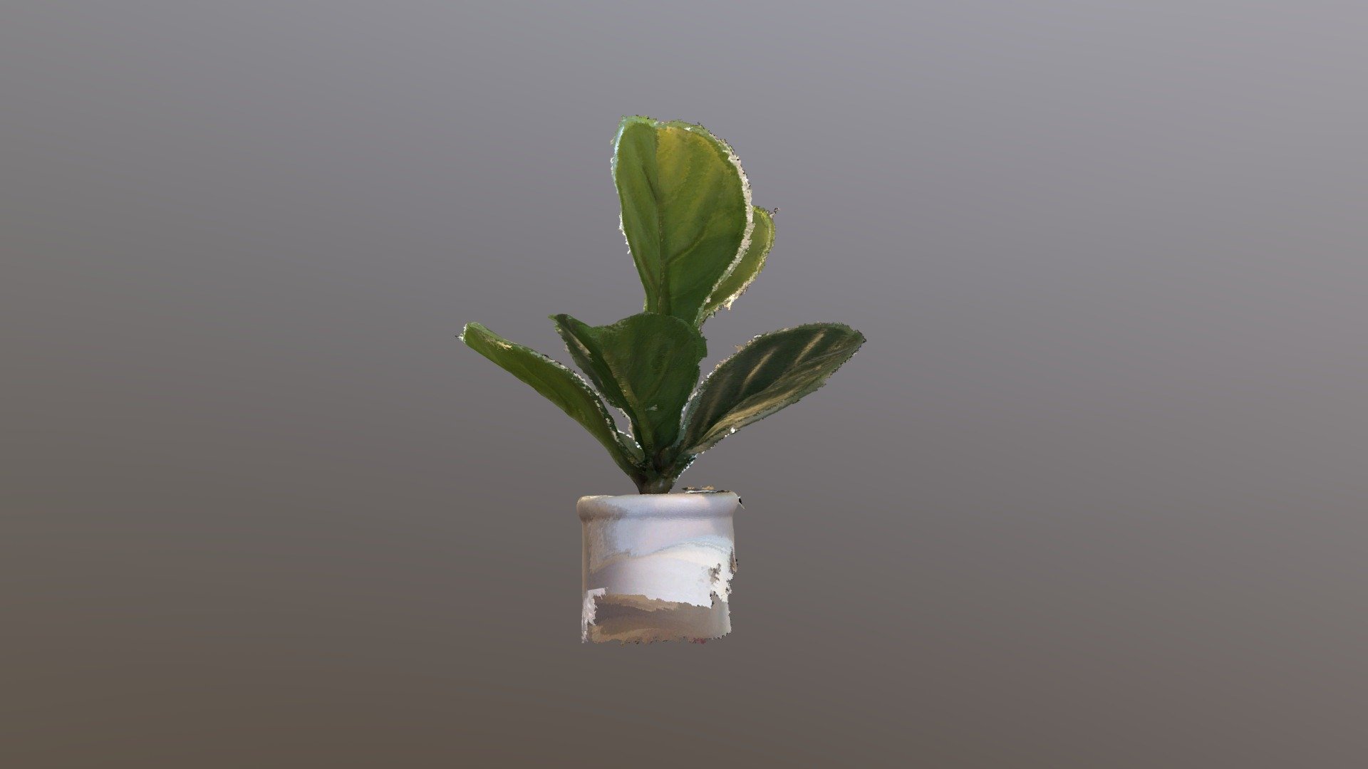 House Plant