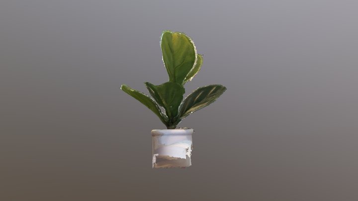 House Plant 3D Model