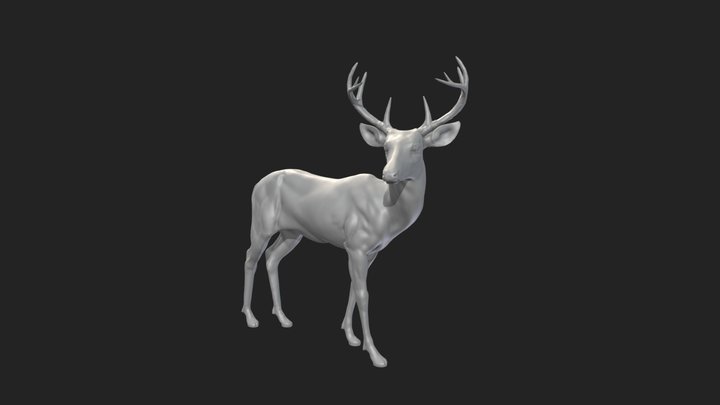 White Tailed Deer 3D Model