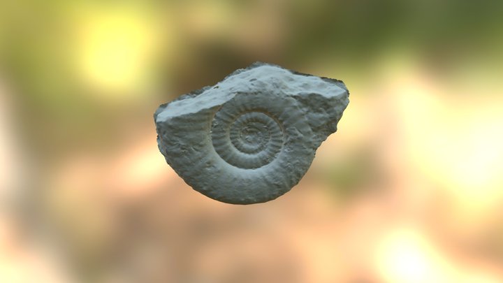 Tropidoceras flandrini 3D Model