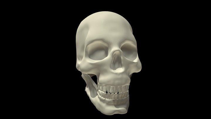 Skull 3D Model