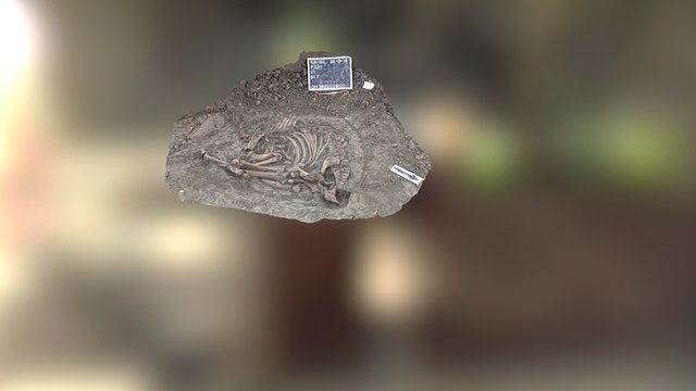 RBI15o wp 231 animal burial 3D Model