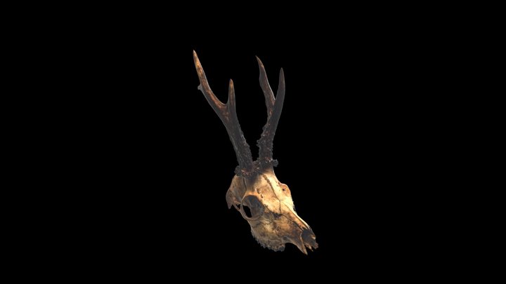 Fotogrametría de un cráneo de Corzo 3D Model
