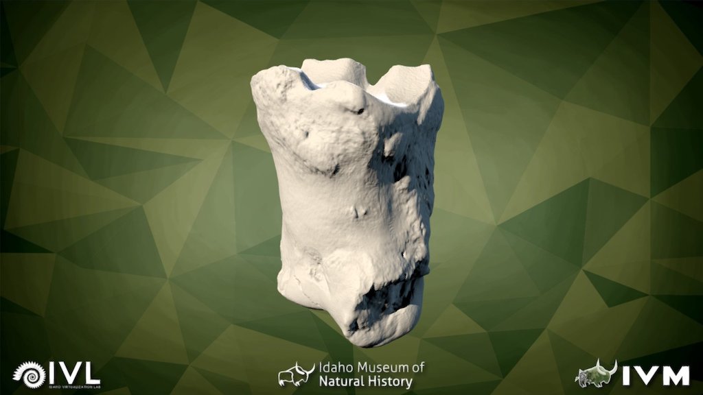 IMNH-75002-27Right Front Lateral Proximal Phalax
