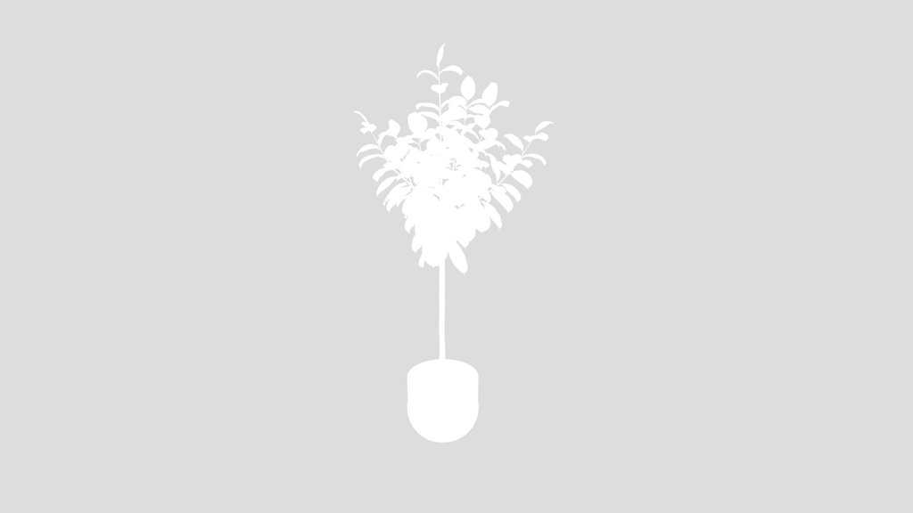 Rubber Ficus Elastica Abidjan Melany02