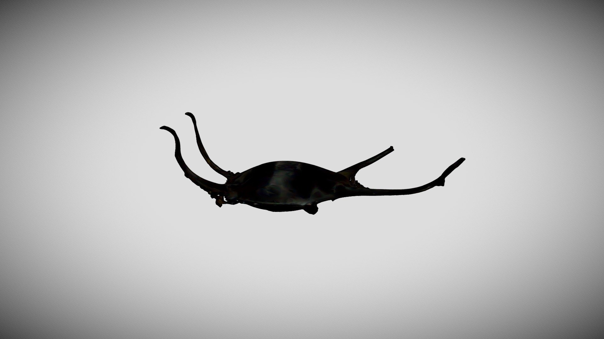 Capsule d'oeuf de raie brunette - Île Molène — Sketchfab embed 3D viewer