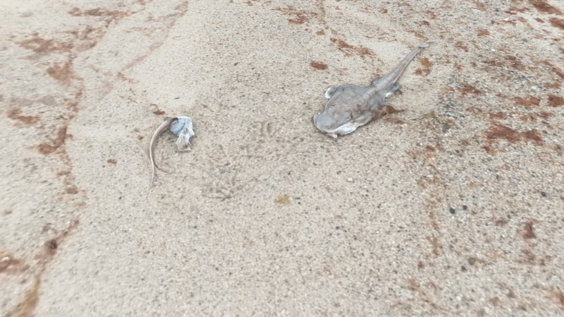 Morbid Beach Finds #8 - Two Skates