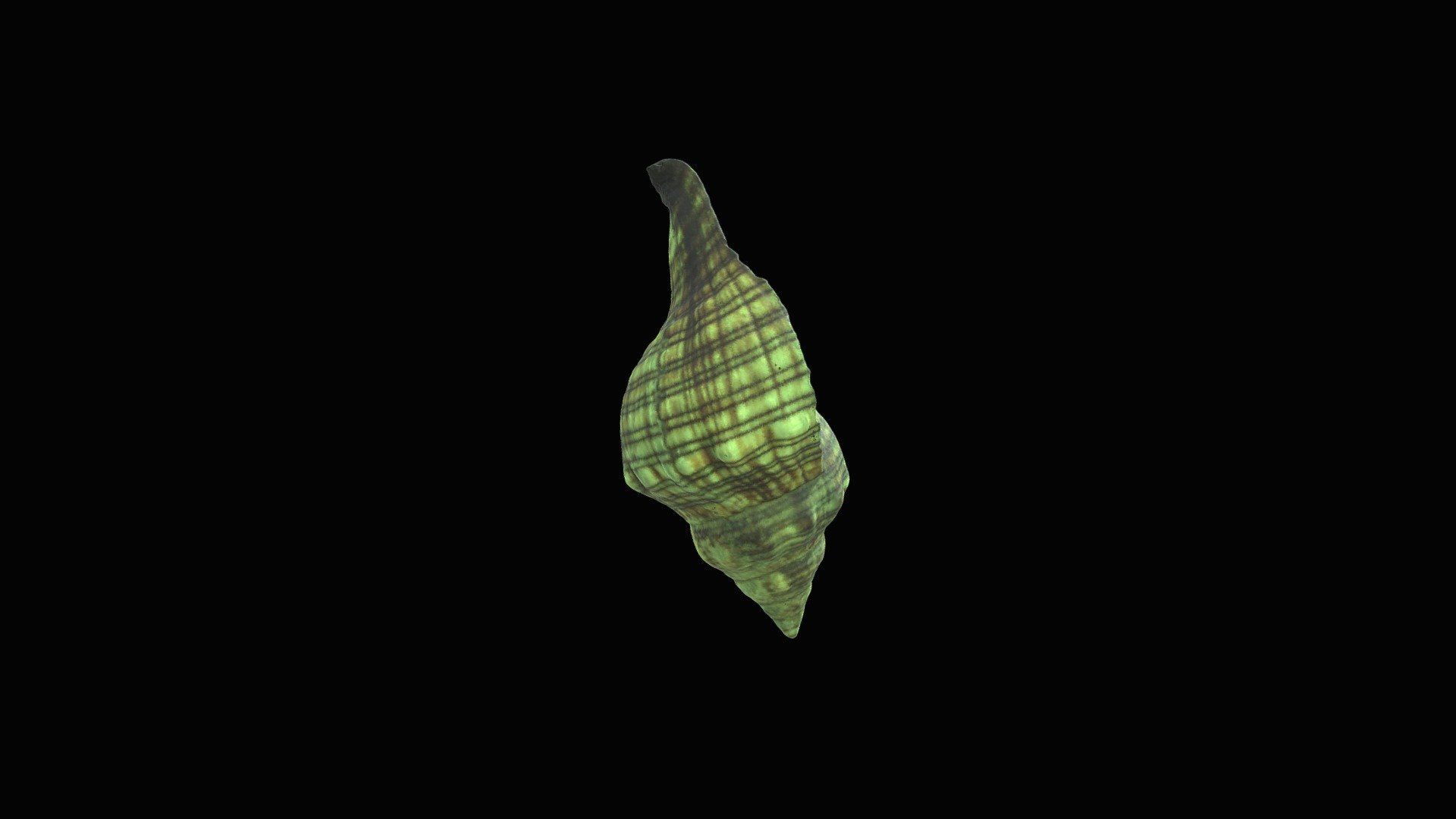 Shell with Texture - Download Free 3D model by thunk3d.scanner [607d854 ...