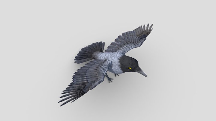 Crow 3D Model