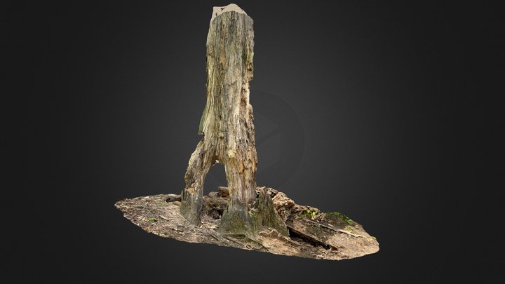 Rotted Tree Trunk