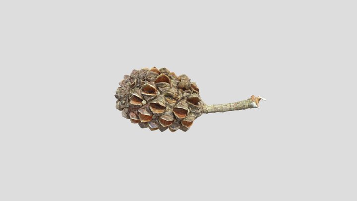 Casuarina Cone - Photogrammetry 3D Model