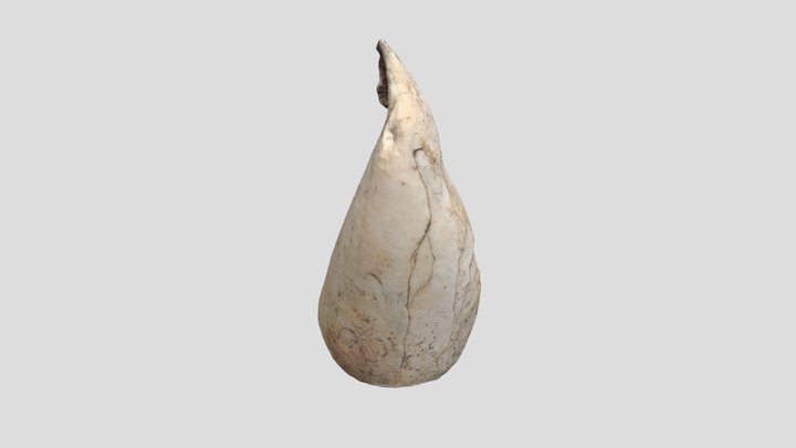 Shell Scoop 3D Model